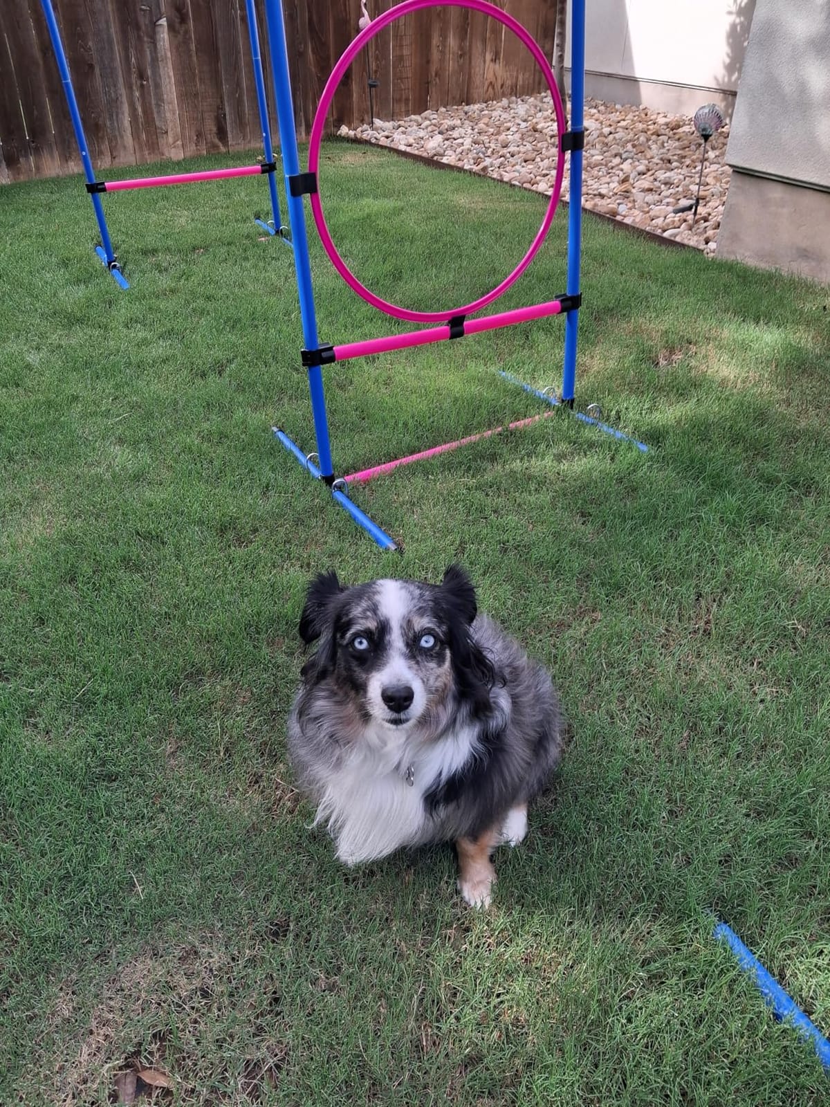 Dog Agility Course Backyard Set,Dog Agility Equipment, Dog Obstacle Course Backyard With 2-Set Agility Hurdle ,Jump Ring, 8 Weave Poles, Tunnel, Pause Box, Toy Balls And 2 Portable Carrying Bags customer photo 2
