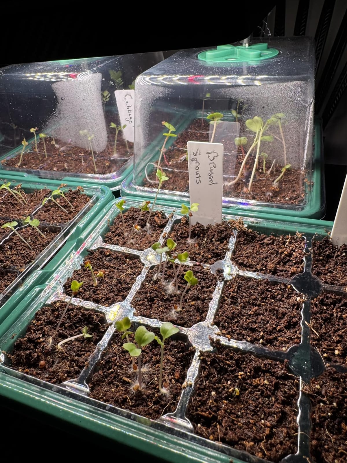 MIXC 6 Pack Seed Starter Kit with Grow Light, Vented Humidity Dome, Green customer photo 2
