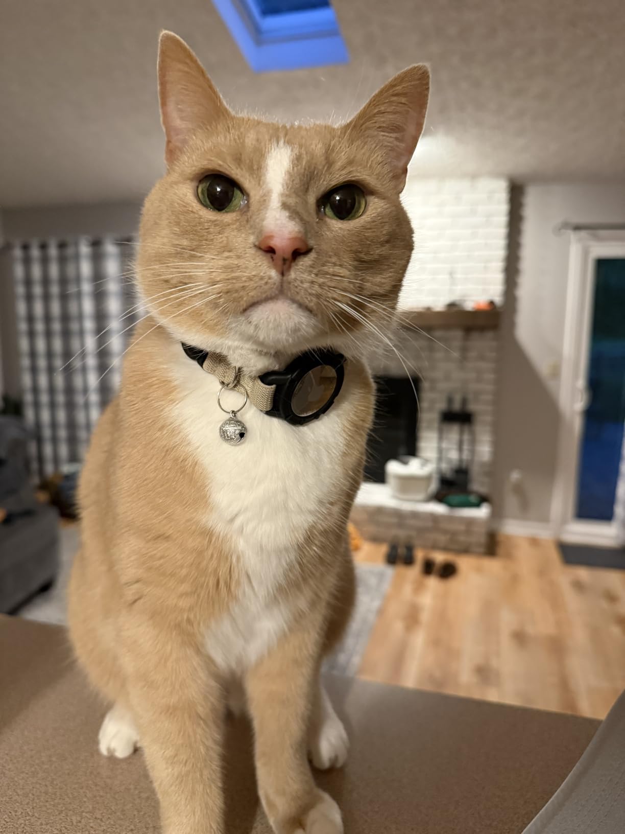 AirTag Cat Collars, Stretchy Collar with Air Tag Holder and Bell | Breakaway - Ultra Design Elastic - GPS Tracking Collars - Adjustable Size for Cats & Puppies 7.5-12.5