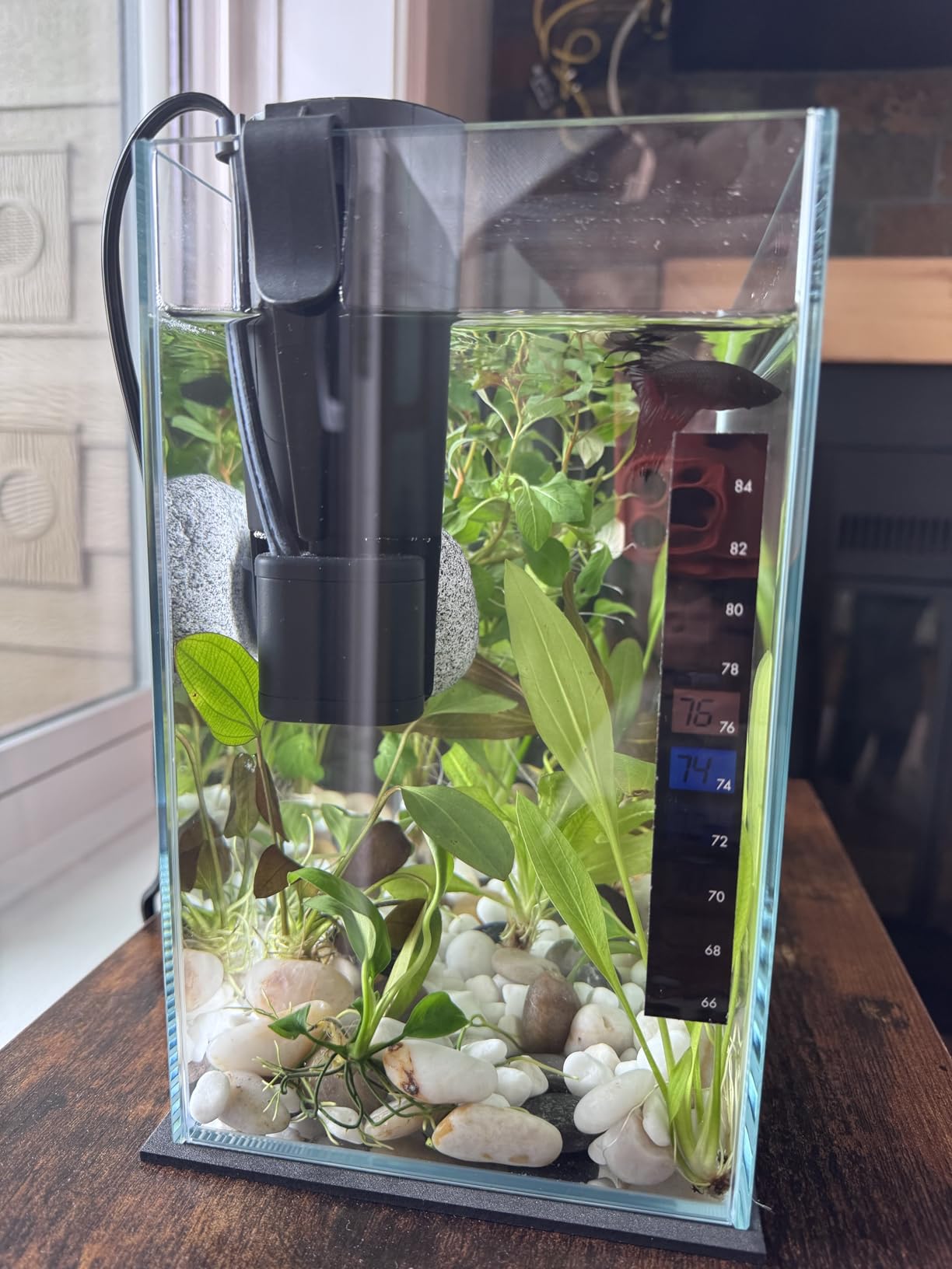 Vimvins 5 Gallon Glass Fish Tank, Easy to Maintain Small Aquarium for Betta/Goldfish/Snails/Shrimp and Aquatic Planting customer photo 2
