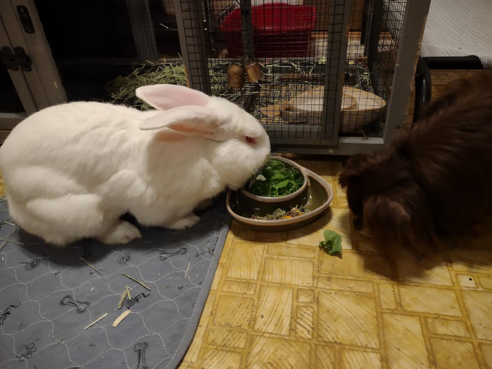 Aivituvin Rabbit Cage Indoor Outdoor Bunny Hutch on Wheels, 2 Story Wood Guinea Pig Cages with 2 Deeper Pull Out Trays(Brown) customer photo 2