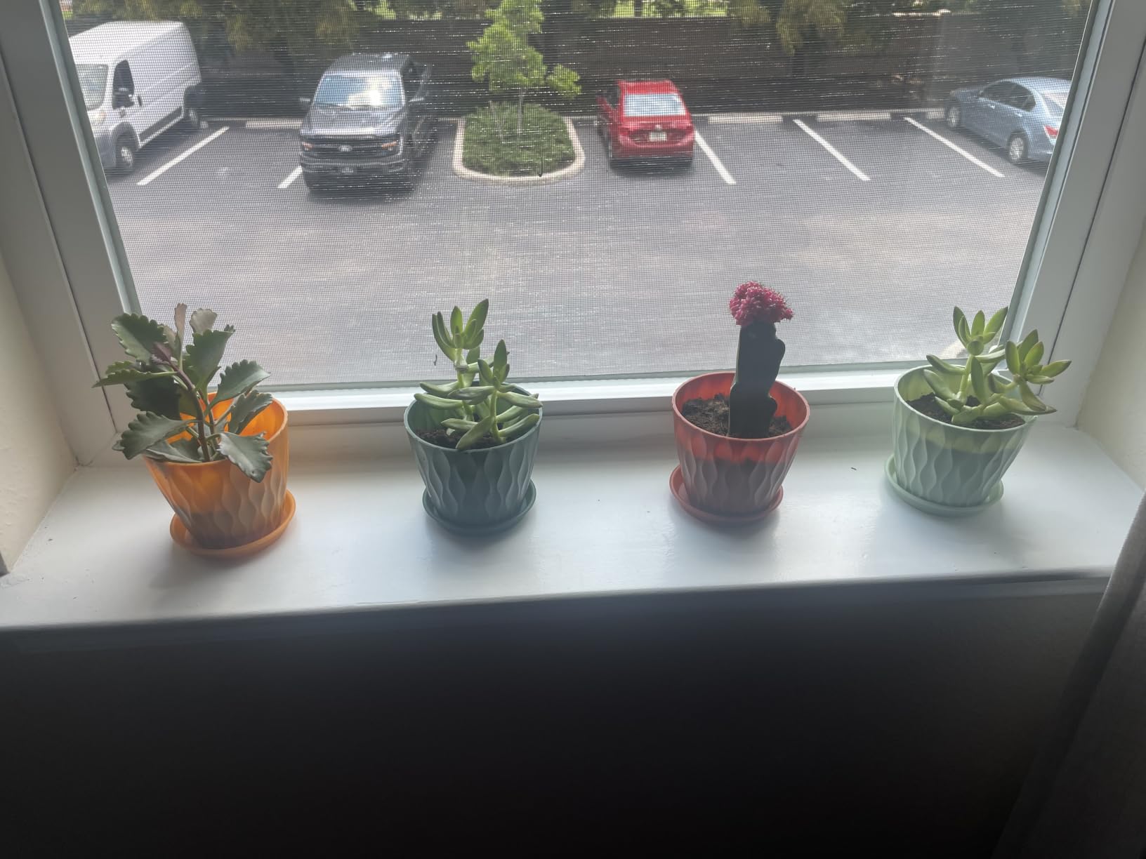 4 Inch Plant Pots, 6 Pack Indoor Flower Pots, Planters with Drainage Holes and Trays for Orchids, Violets, Succulents, Herbs, and Other Plants,Corolful customer photo 2