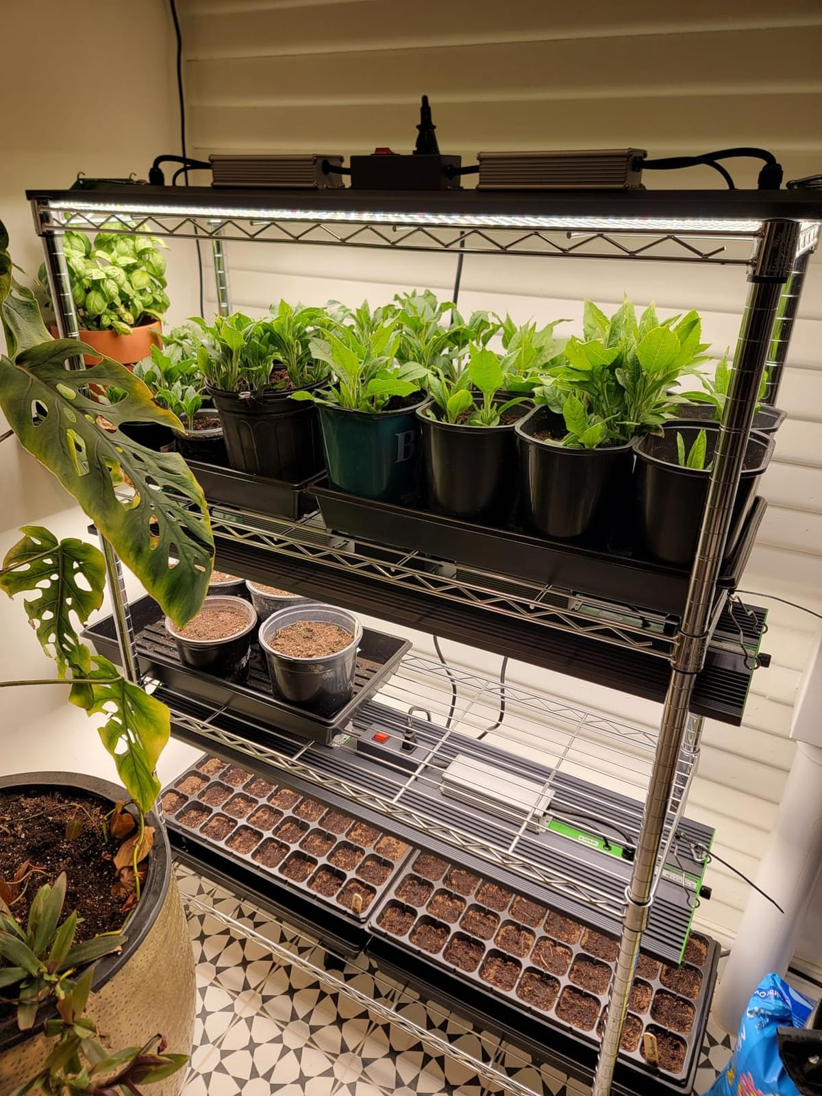 70 Watt Grow Light, Dimmable Plant Light, LED Grow Lights for Indoor Plants | VIPARSPECTRA P700 Full Spectrum Growing Lamp Seed Starting Seedlings Vegetable, 11000 Lumens Small Hanging for 2x2 Grow Tent customer photo 2
