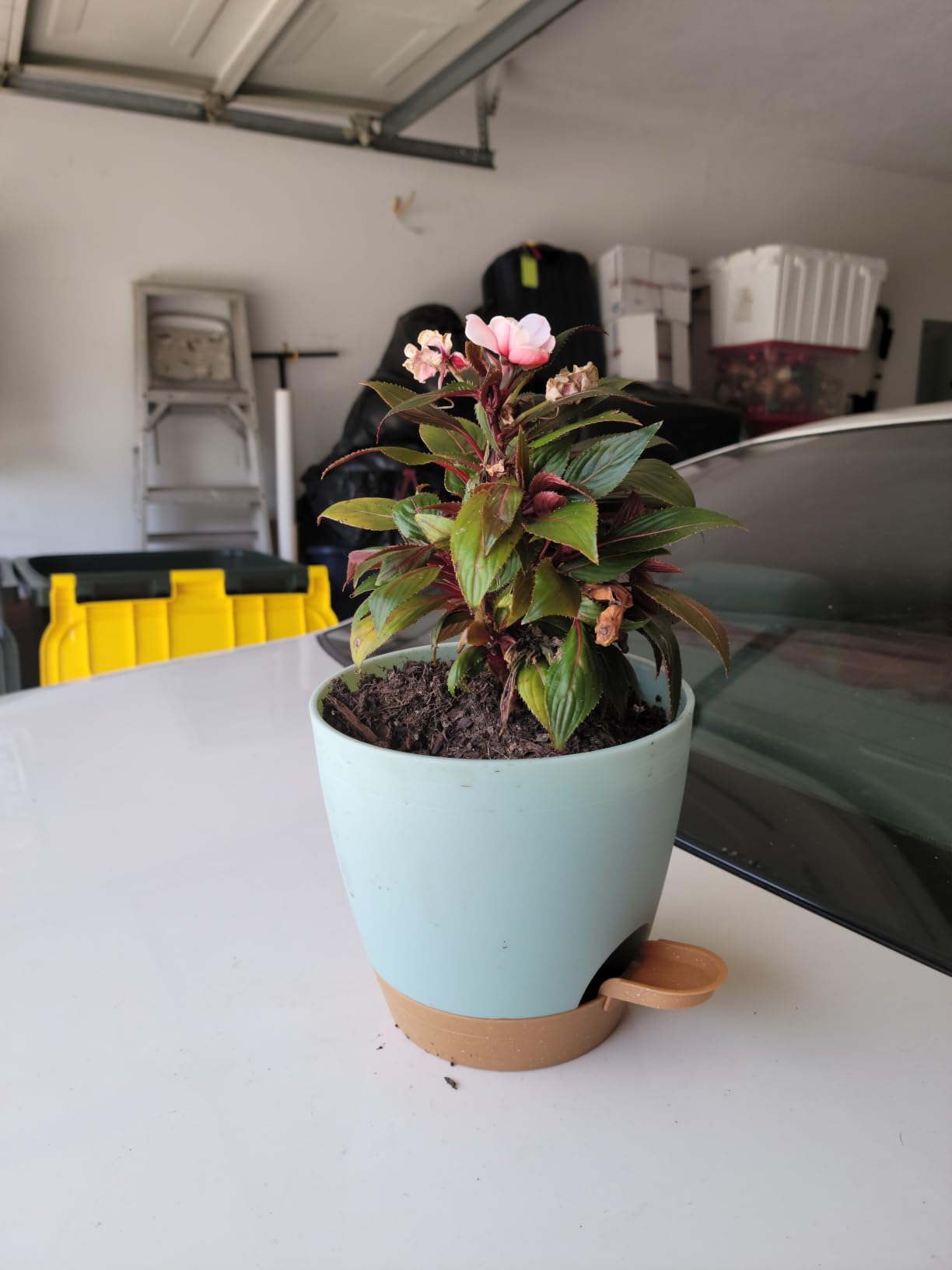 Utopia Home Self Watering Pots for Indoor Plants 6.8