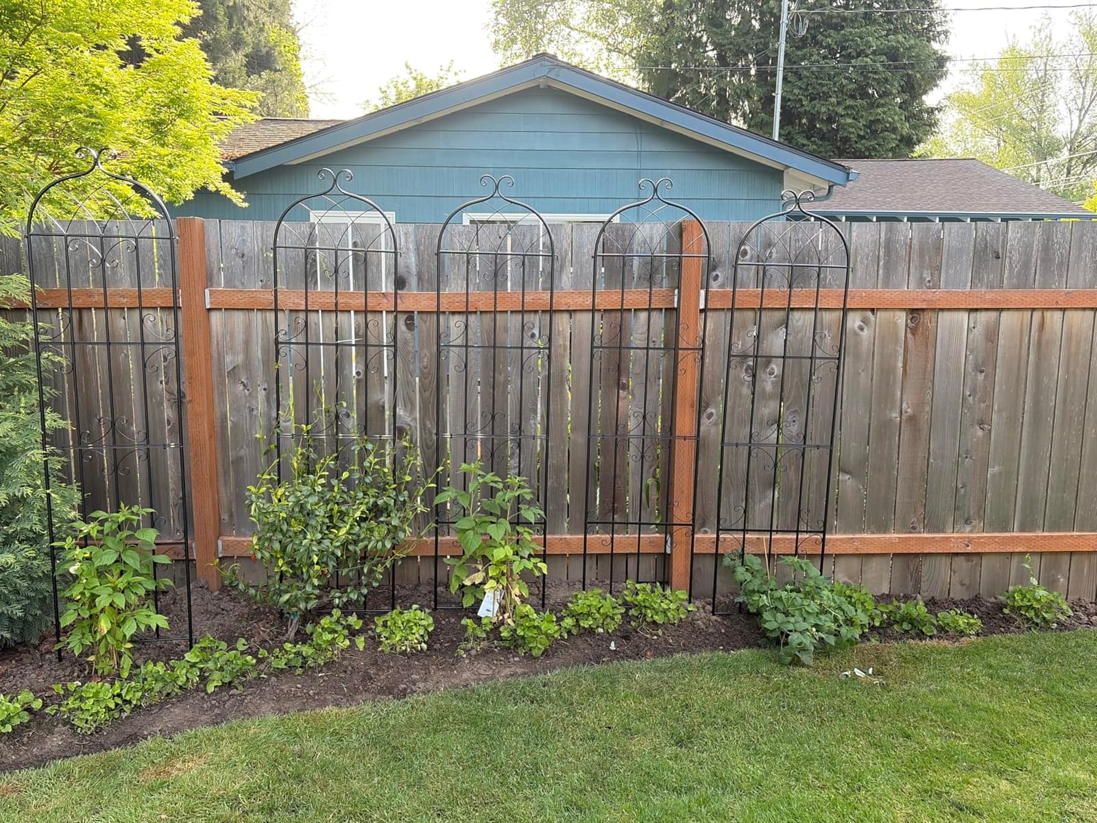 VEVOR Garden Trellis for Climbing Plants, 87 x 20 in, 4 Packs Rustproof Metal Garden Flower Trellis, Outdoor Climbing Rose Cucumbers Support, Decorative Clematis Trellis for Courtyards Lawns customer photo 1