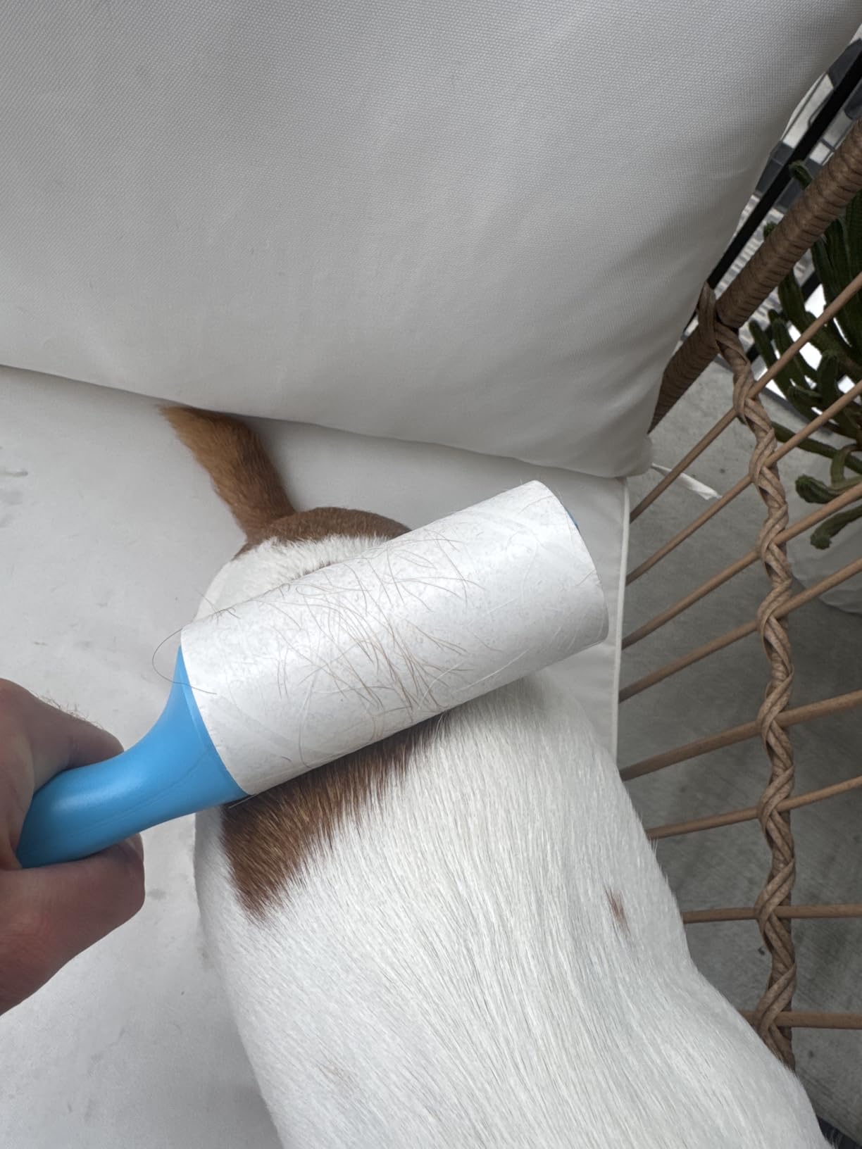 Swihauk 600 Sheets Extra Sticky Lint Rollers for Pet Hair customer photo 2