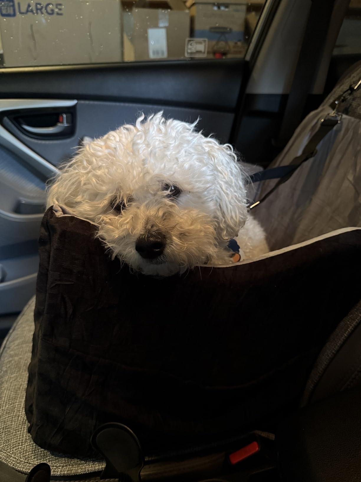 JOEJOY Dog Car Seat for Medium/Large Dogs - Reversible Dual-Sided Travel Dog Car Bed with Memory Foam, Washable Pet Booster Seat for Do gs up to 55 lbs or 2 Small Dogs, 2 Safety Leashes, Grey customer photo 1