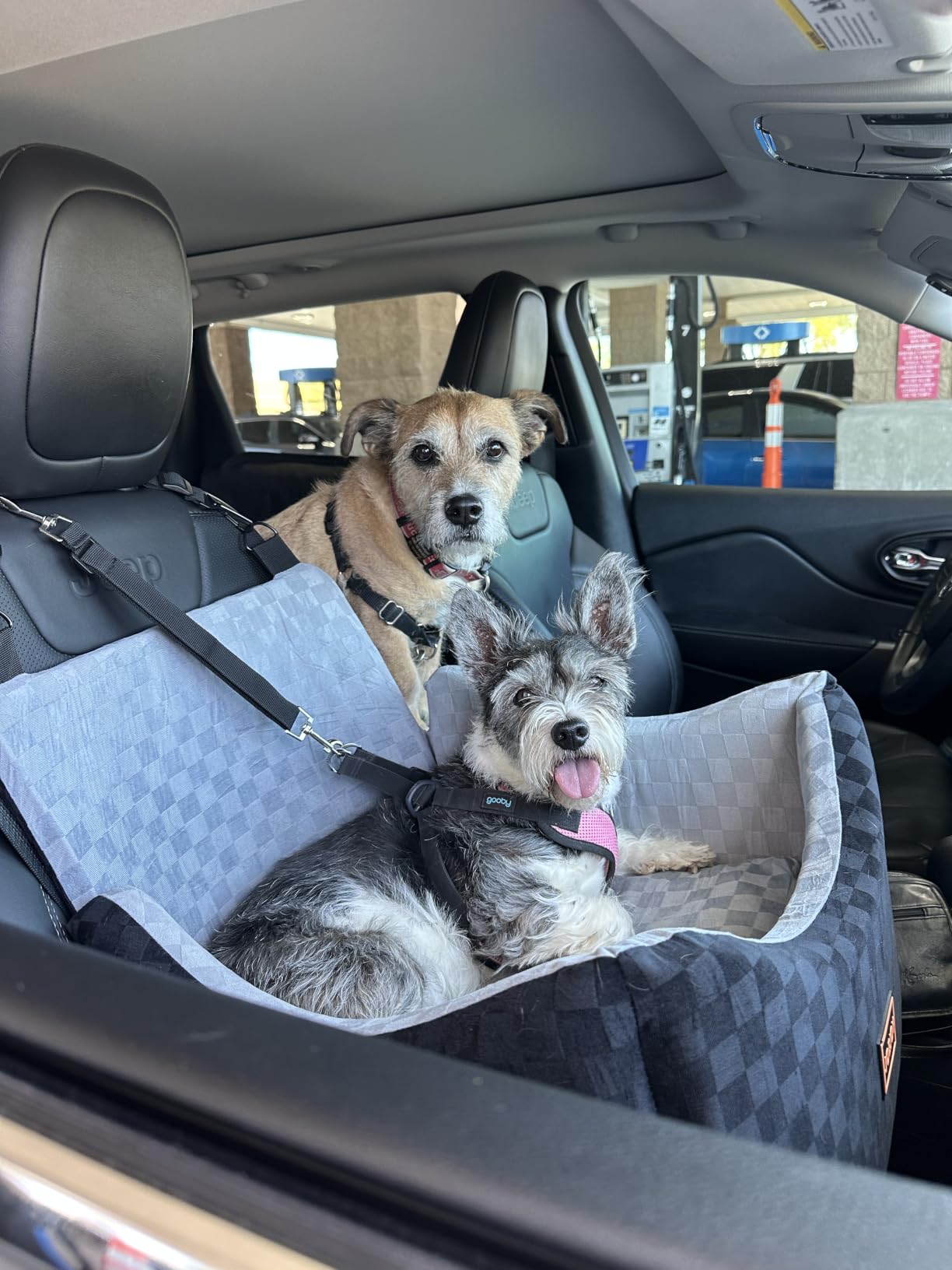 JOEJOY Dog Car Seat for Medium/Large Dogs - Reversible Dual-Sided Travel Dog Car Bed with Memory Foam, Washable Pet Booster Seat for Do gs up to 55 lbs or 2 Small Dogs, 2 Safety Leashes, Grey customer photo 2
