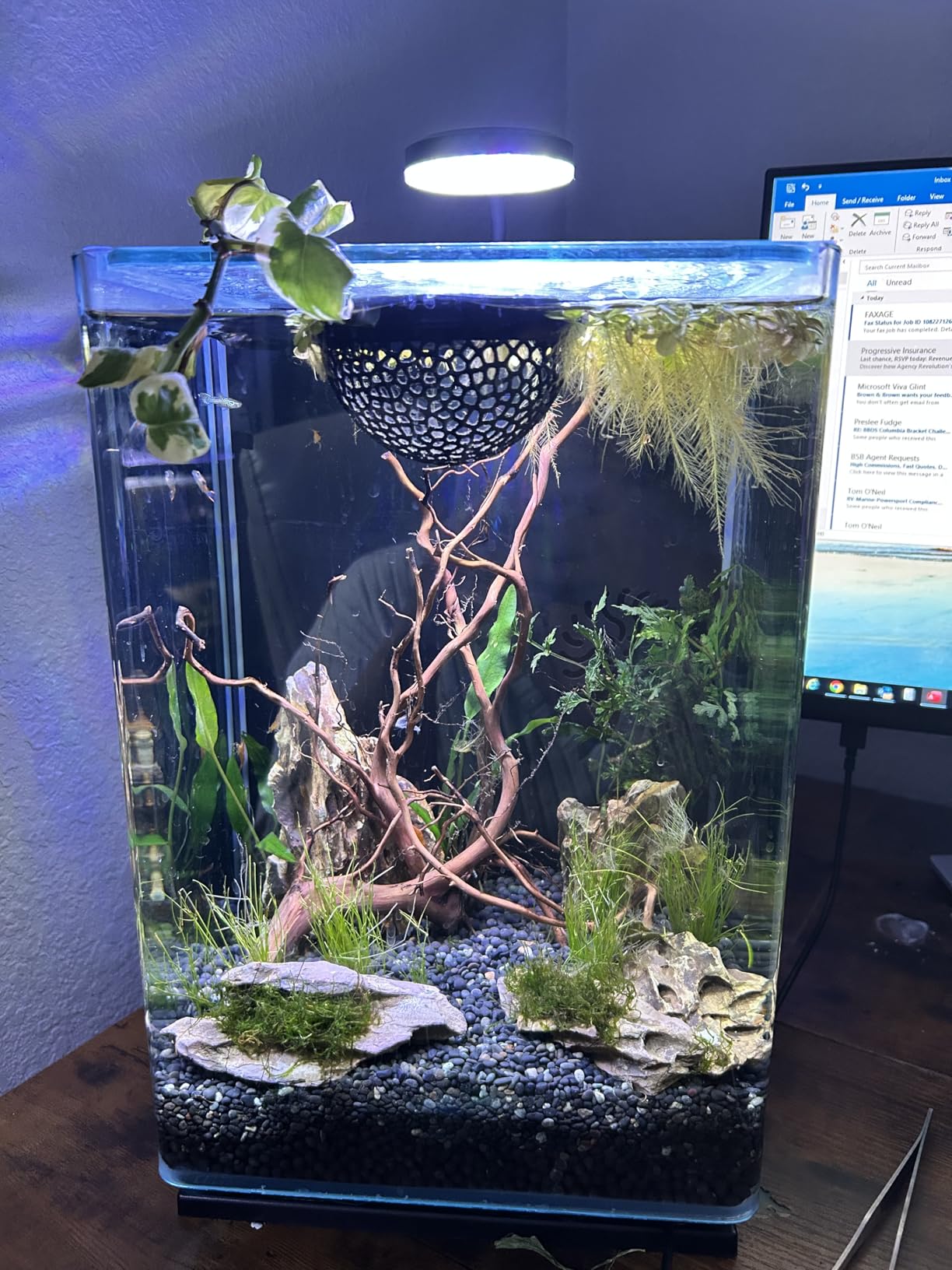 Clip On Aquarium Light 8W LED Fish Tank Light with Full Spectrum & Dimmable Brightness USB Moving Aquarium Lamp for 1-5 Gallon Betta Fish Tanks customer photo 1
