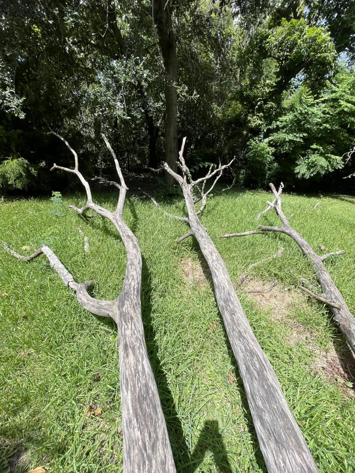 10 Inch Electric Pole Saws for Tree Trimming, 1000W Brushless Pole Saw and Mini Chainsaw 2 in 1, 2*4000mAh Battery, Lightweight Tree Saw with Extension Pole, 16Ft Max Reach Tree Trimmer Branch Cutter customer photo 2