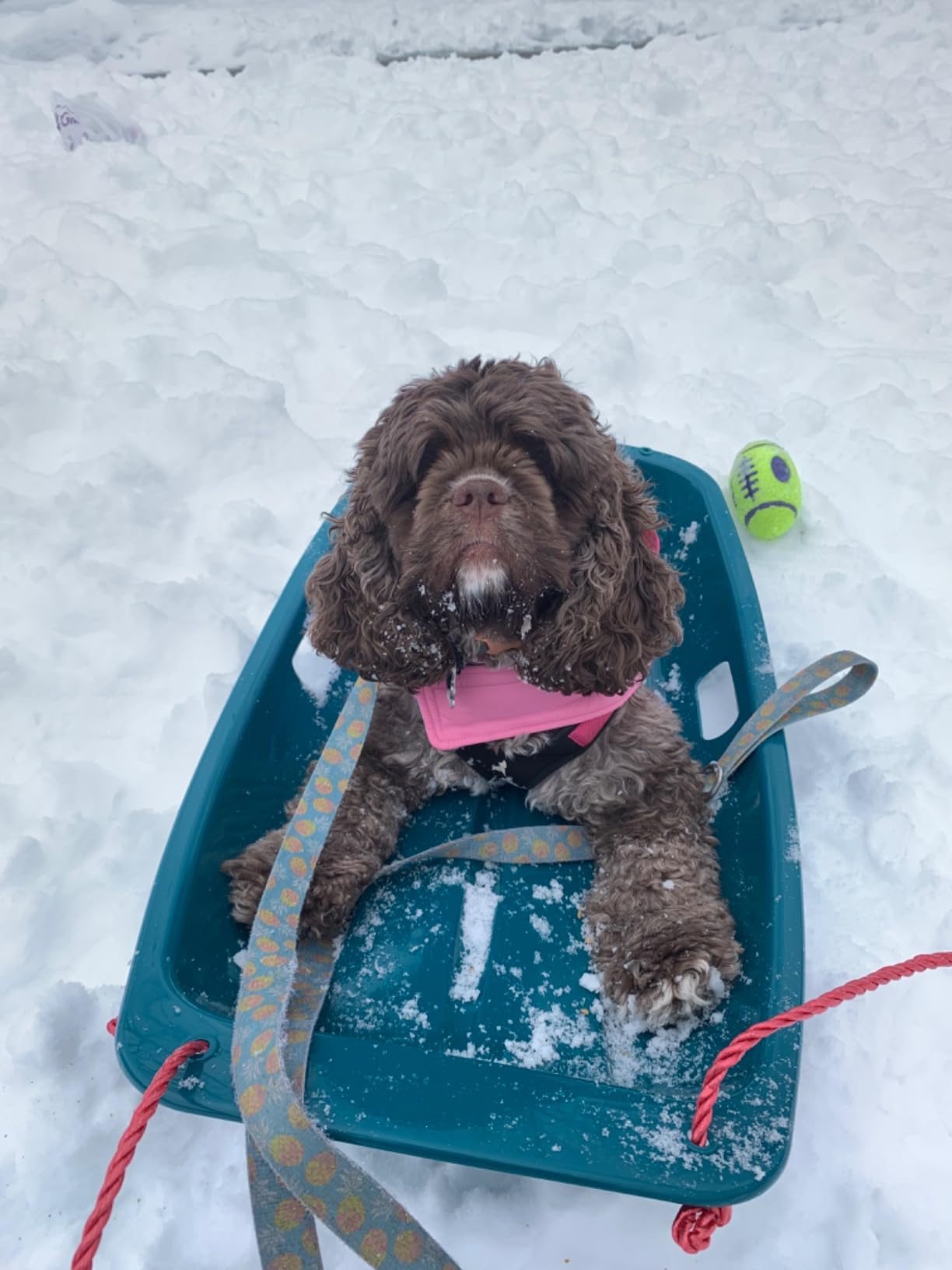 Retrospec Retrorider Plastic Snow Sled - Toboggan Style with Pull Rope, Cold-Resistant Coating, and Hard Bottom for Smooth Downhill Rides - Available for Kids and Adults customer photo 1
