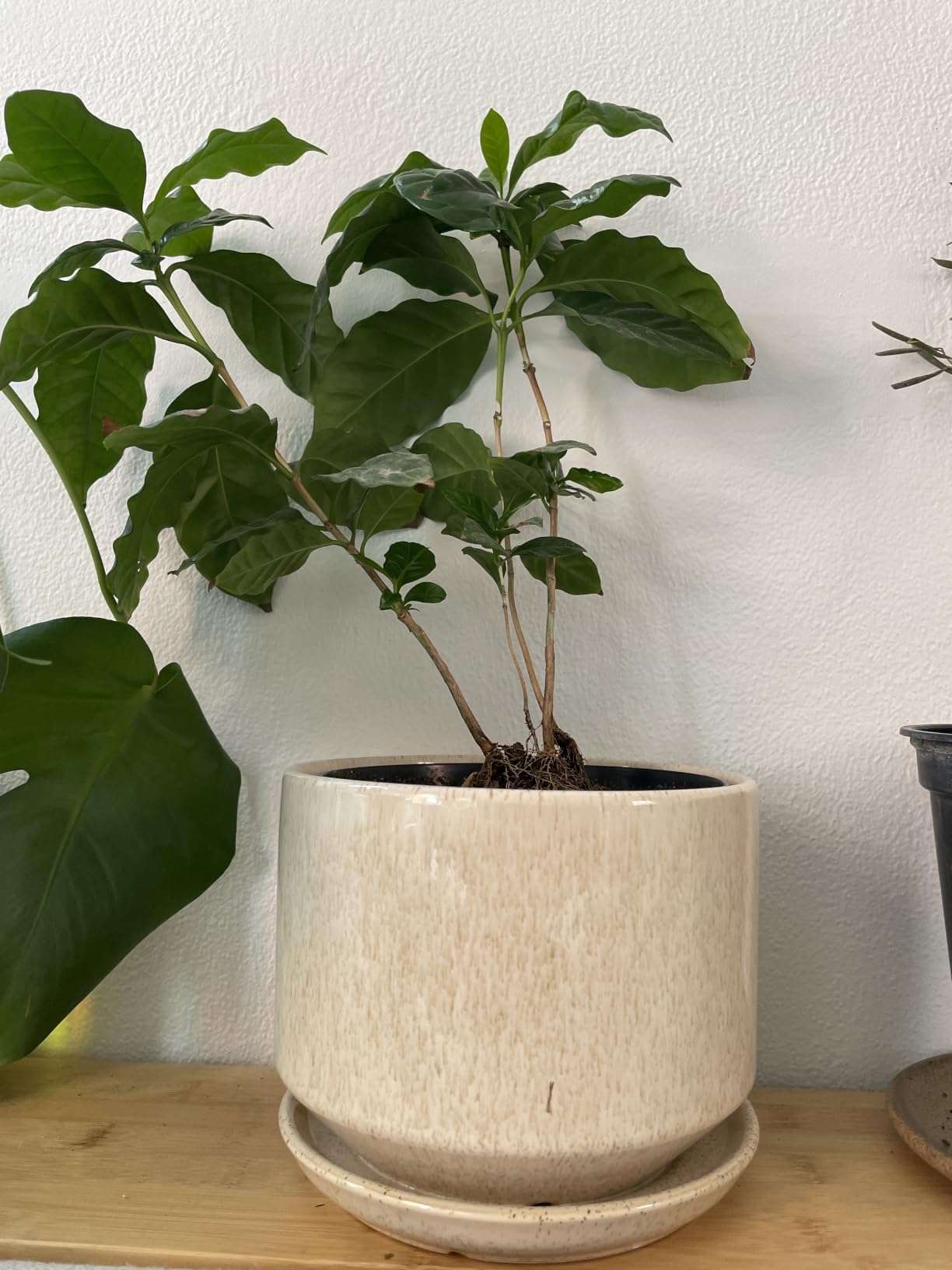 LE TAUCI 6.8 Inch Ceramic Pots for Plants, Indoor Plant Pot, White customer photo 1