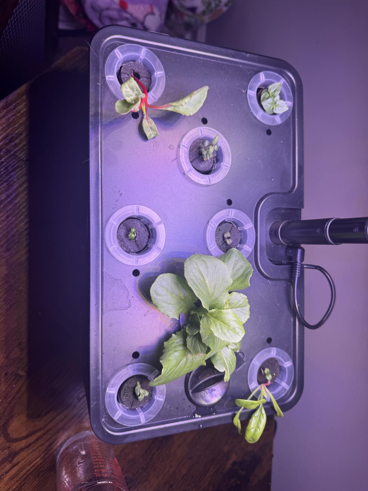 URUQ 8 Pods Hydroponics Growing System with LED Grow Light - Black | Quiet Water Pump, Automatic Timer, Adjustable Height for Fresh Herbs, Vegetables, Indoor Kitchen Gardening Gifts for Women customer photo 2