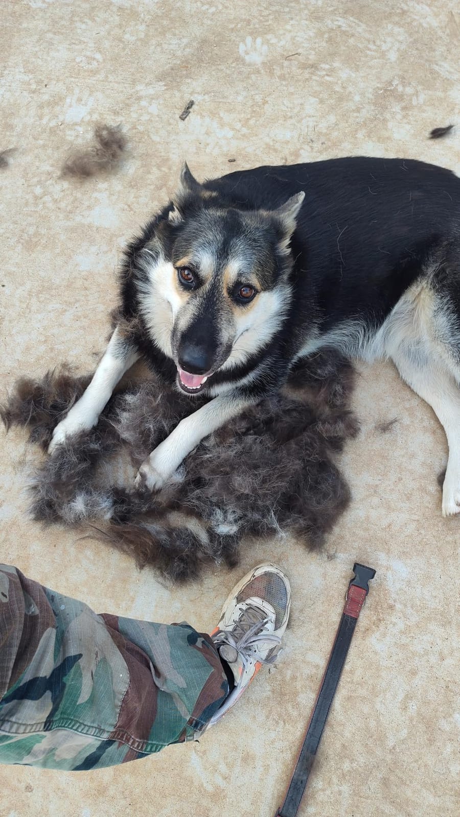 2-in-1 Deshedding Brush and Dematting Rake - Double Coat Undercoat Grooming Tool for Dogs and Cats, Reduces Shedding by Up to 95% (Electric Blue) customer photo 1