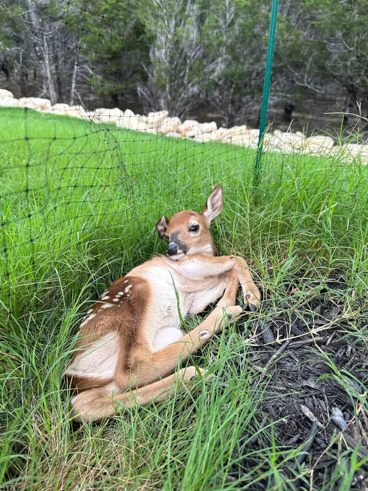 Dalen Deer-X Protective Netting for Gardens & Landscapes - 7 ft x 100 ft customer photo 2