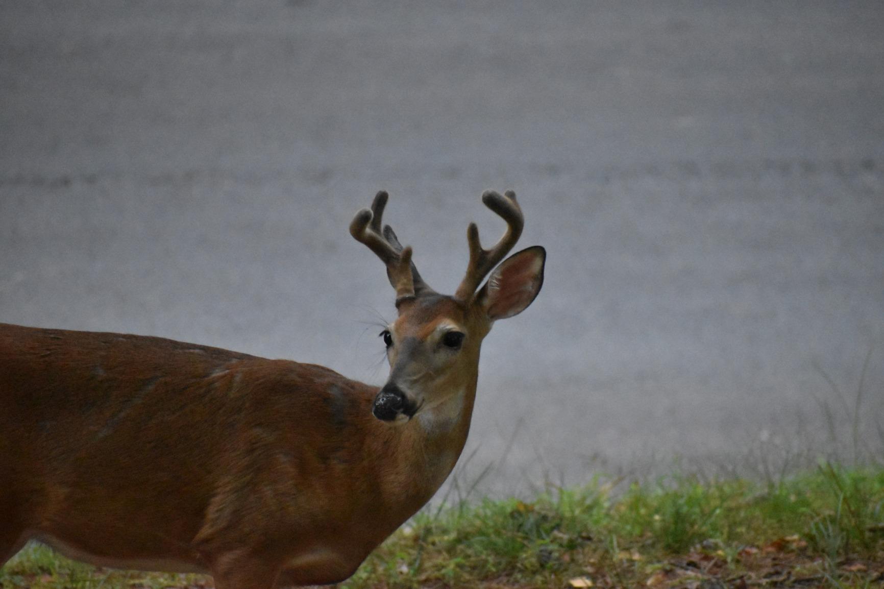 Deer Stopper Quart Concentrate customer photo 2