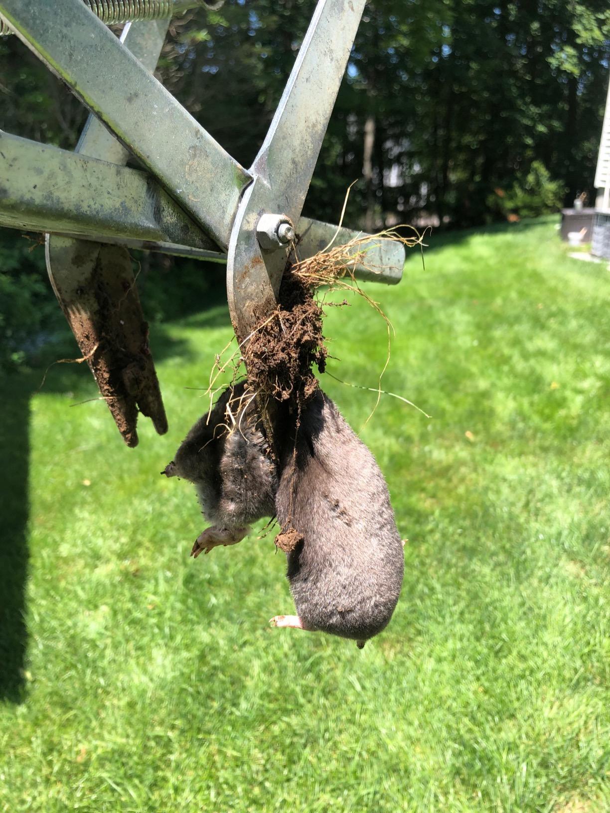 Wire Tek 1001 EasySet Mole Eliminator Trap (1) customer photo 1