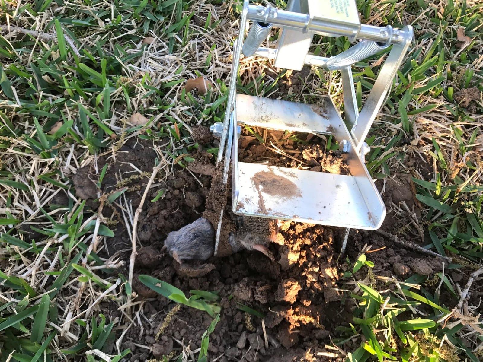 Wire Tek 1001 EasySet Mole Eliminator Trap (1) customer photo 2
