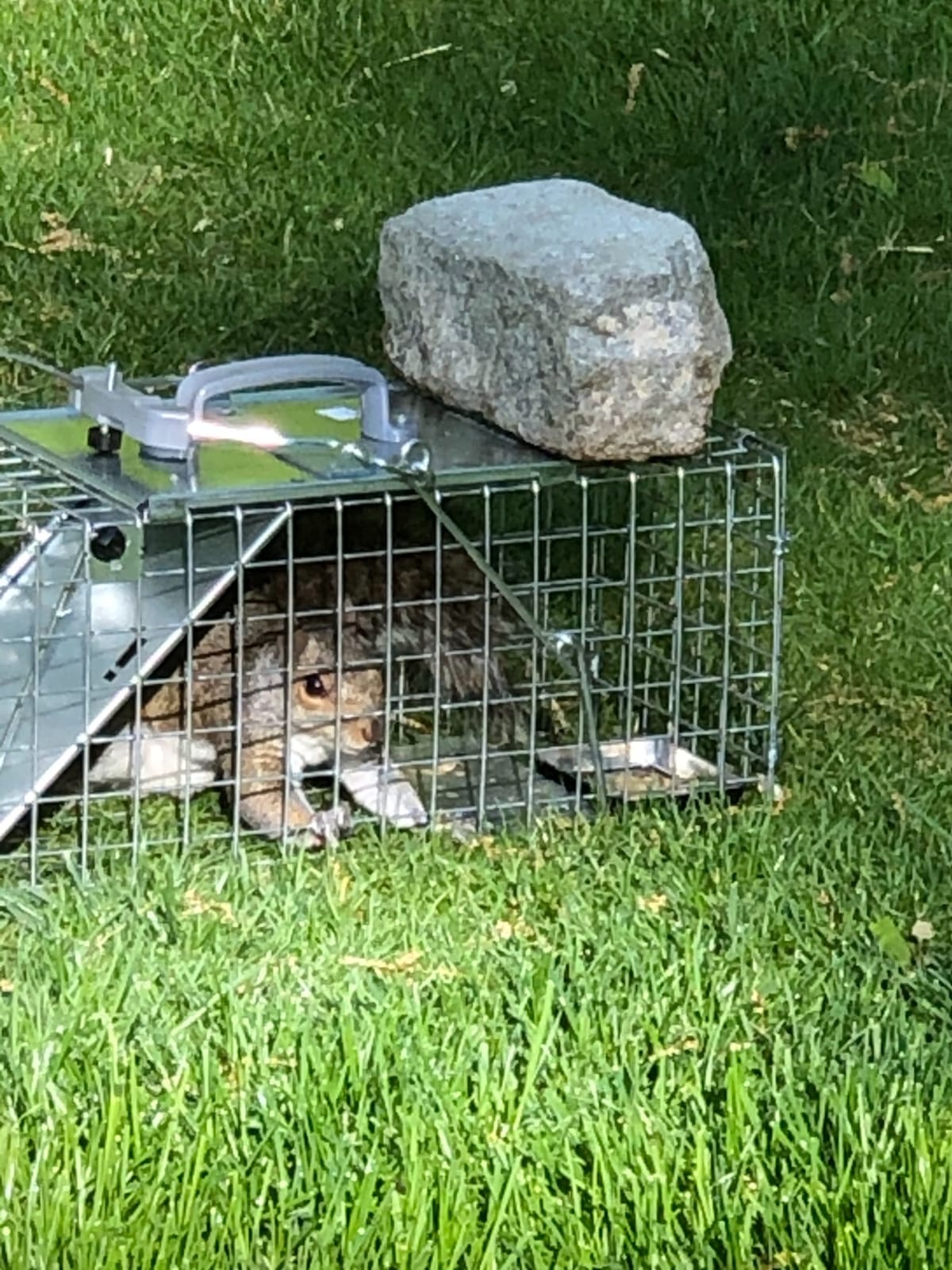 Havahart Easy-Set Catch and Release Small 1-Door Humane Live Animal Trap for Squirrels, Rabbits, Skunks, and Other Small Animals - 1083 customer photo 2
