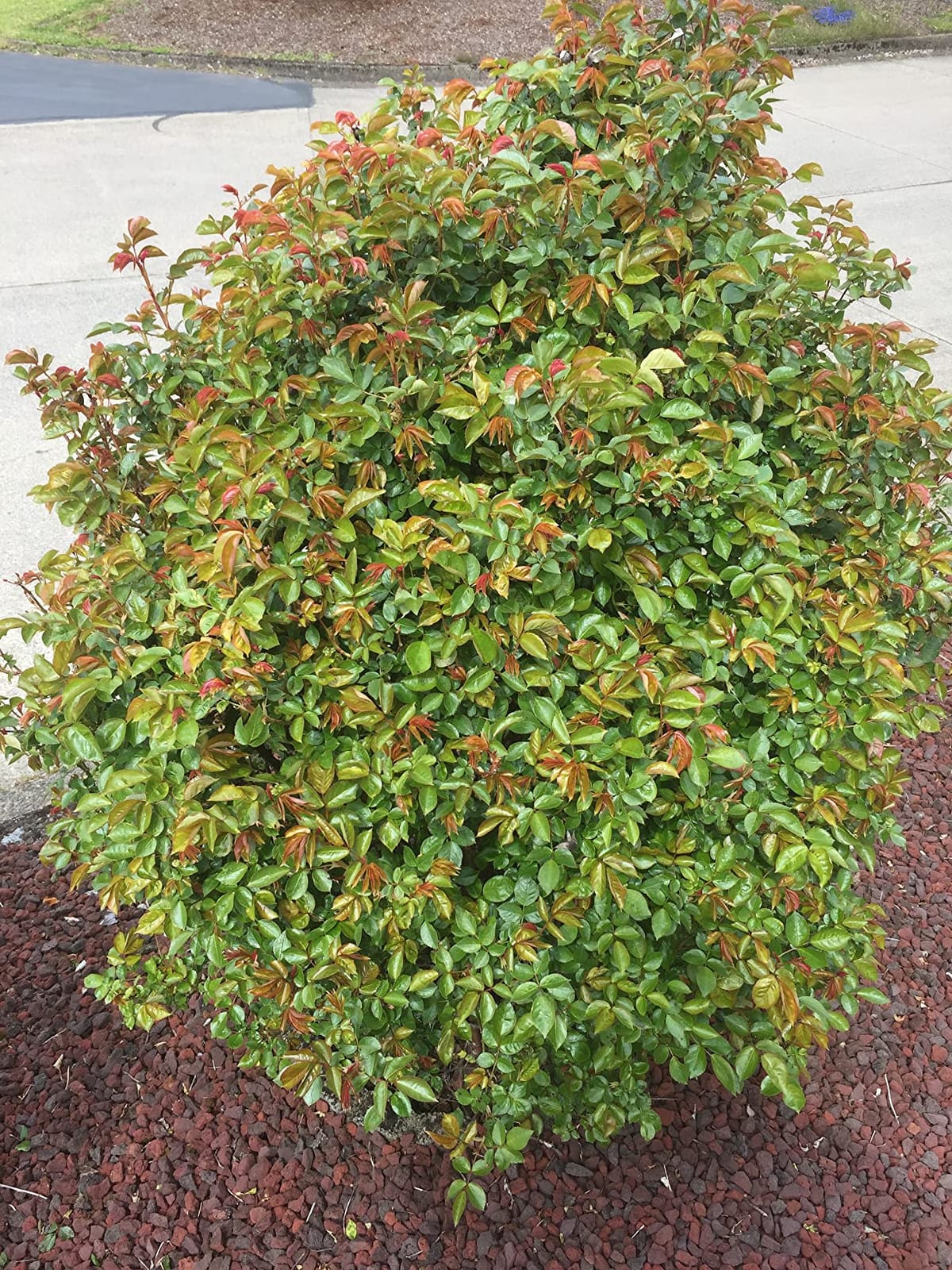 I Must Garden Deer Repellent: Powerful All-Natural Protection, 32oz Mint customer photo 2
