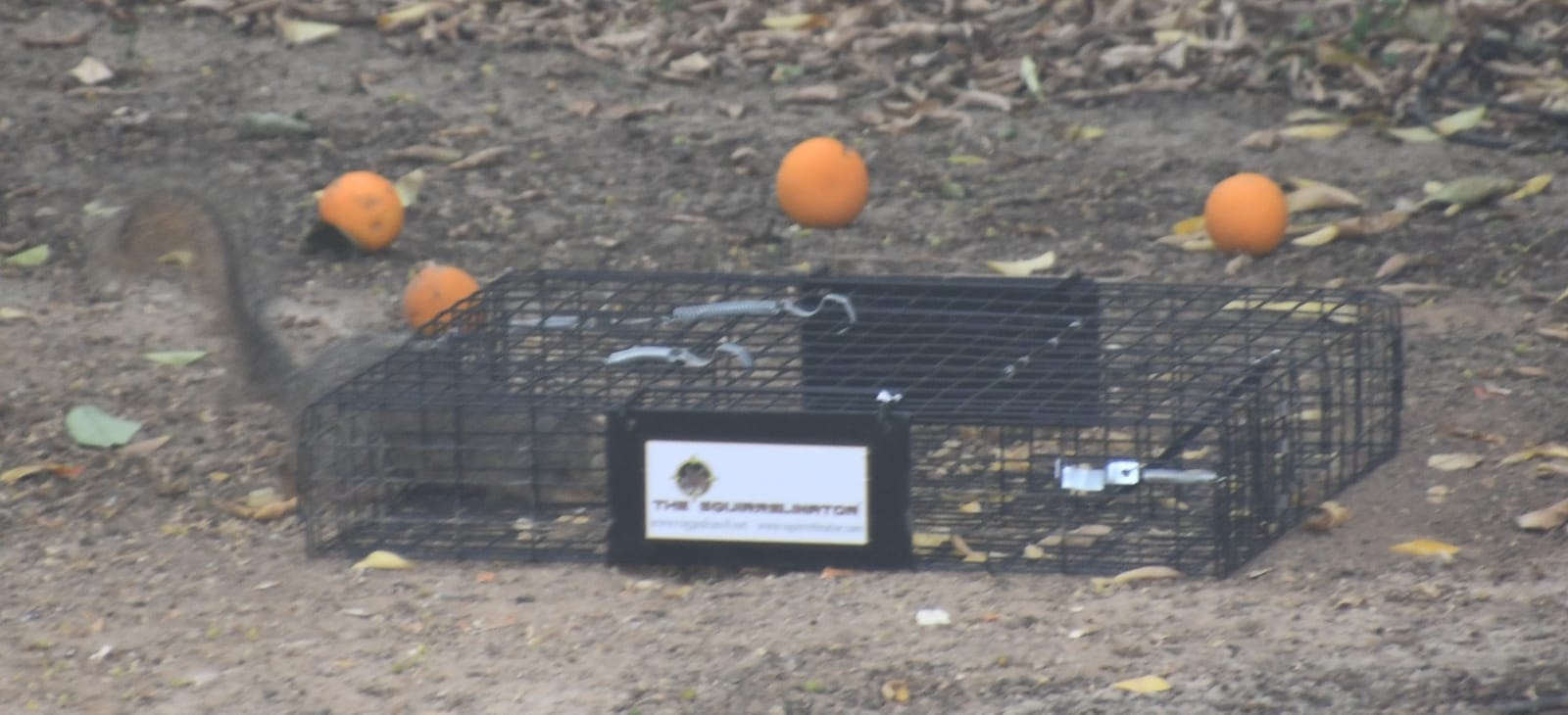 Rugged Ranch Squirrelinator Humane Multi-Catch Metal Wire Live Animal Trap customer photo 1
