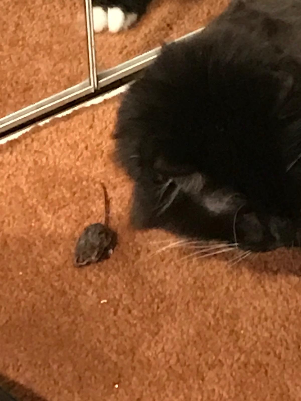 T3-R Triple High Impact Mice, Rat, Rodent Repeller customer photo 2