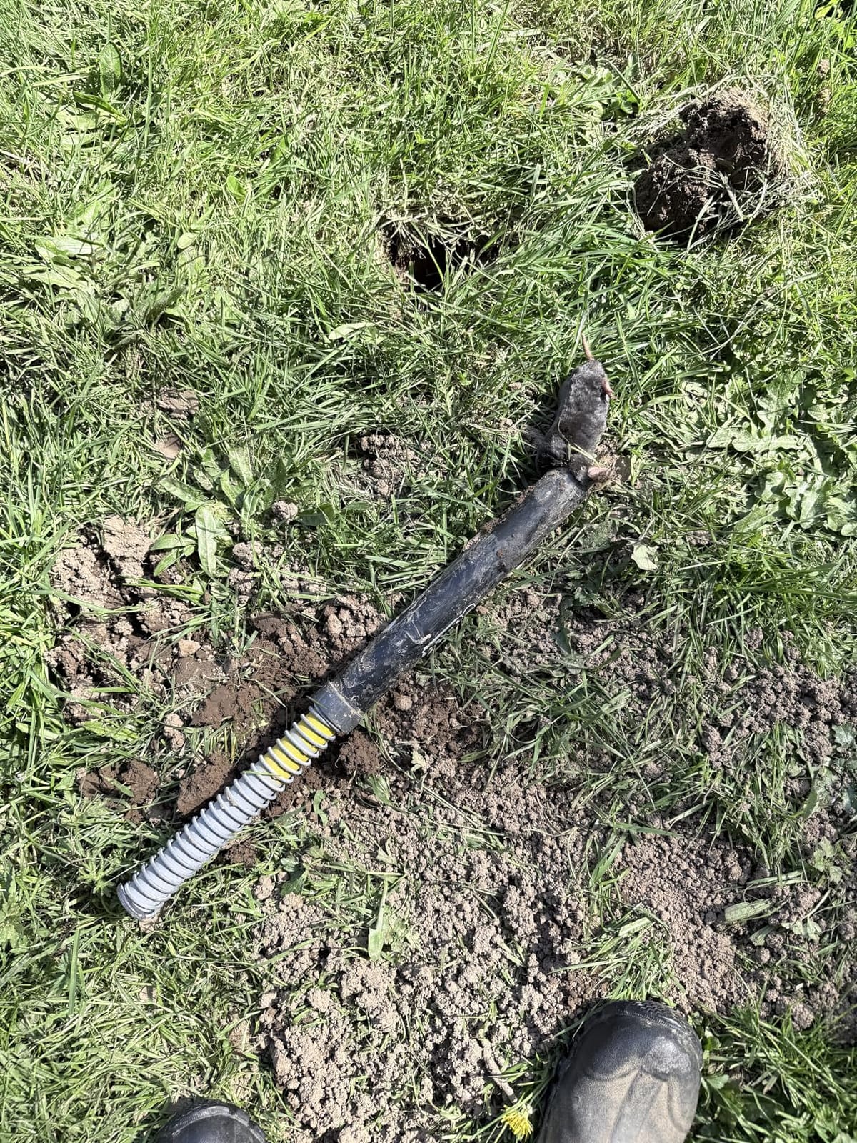 GopherHawk® Single Trap for Gophers and Moles, 1 GH-TRP customer photo 1