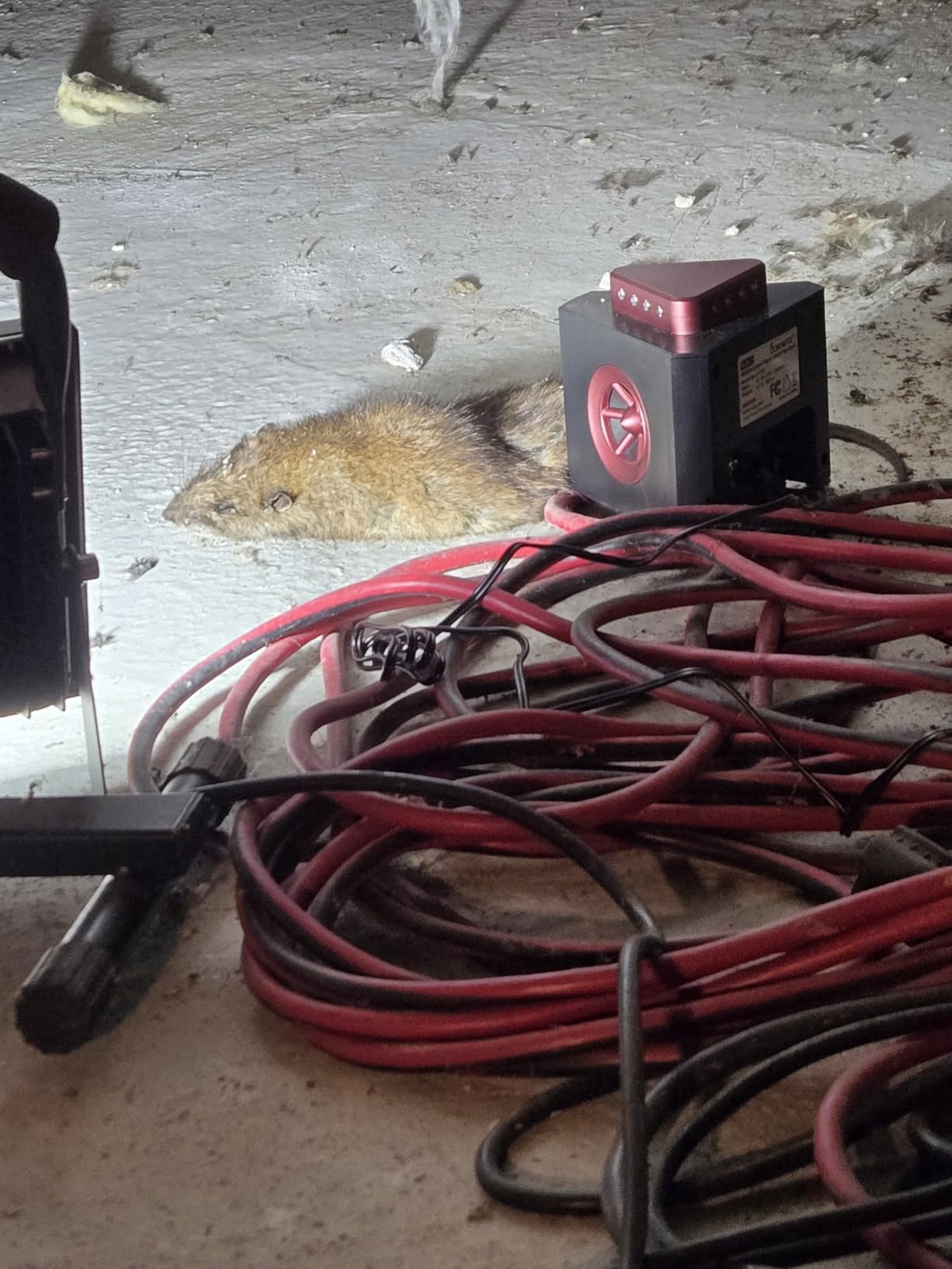 Loraffe 4-in-1 Plug-in Ultrasonic Rodent Repellent, Mouse & Rat Deterrent customer photo 2