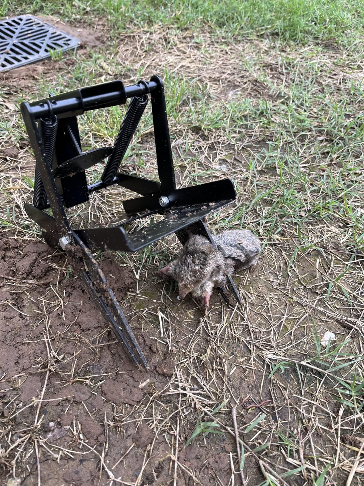 Garsum Scissor Mole Trap for Lawns, Mole Kill for lawns, EasySet Eliminator Vole Gopher Traps, Reusable Quick and Clean Kill,1 Scissor Trap customer photo 2