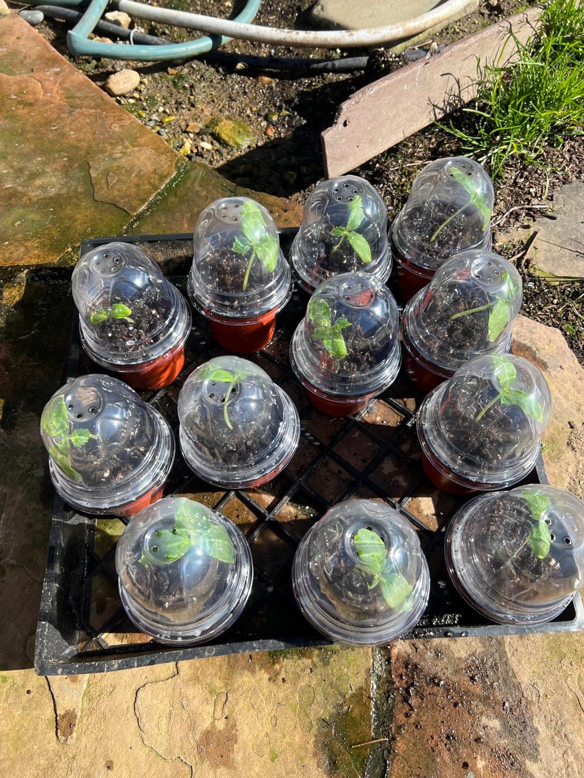MIXC Nursery Pots with Humidity Dome, 4