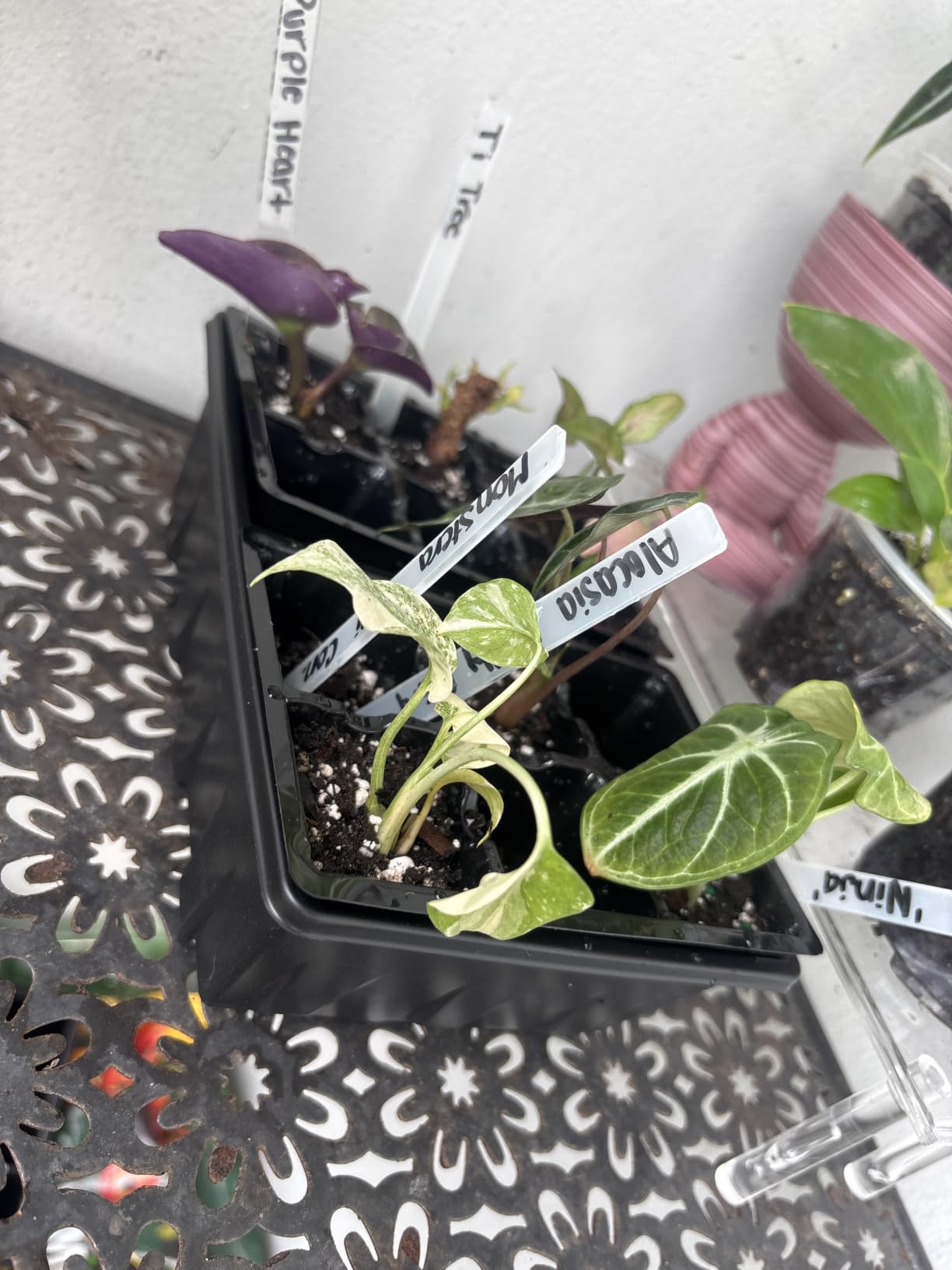 Gardzen 3 Pack Seed Starter Trays with Adjustable Vented Dome 36 Cell customer photo 1
