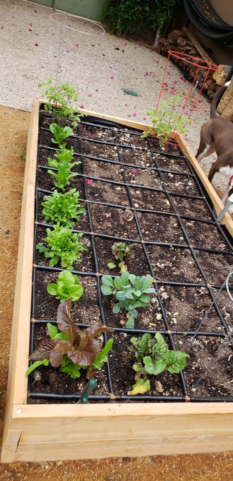 Garden Grid 3x6 | Raised Garden Irrigation System | Prebuilt, No Dry Spots customer photo 1
