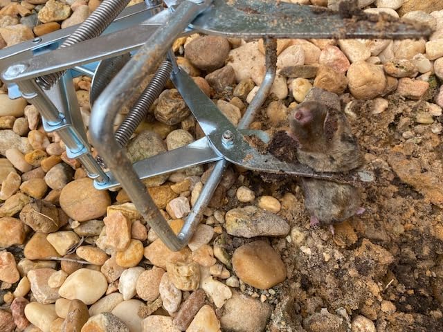 2 Pack Mole Traps,Galvanized Steel Scissor Trap,Reusable Mole Trap Killer,Easy Set Trap for Lawns customer photo 1
