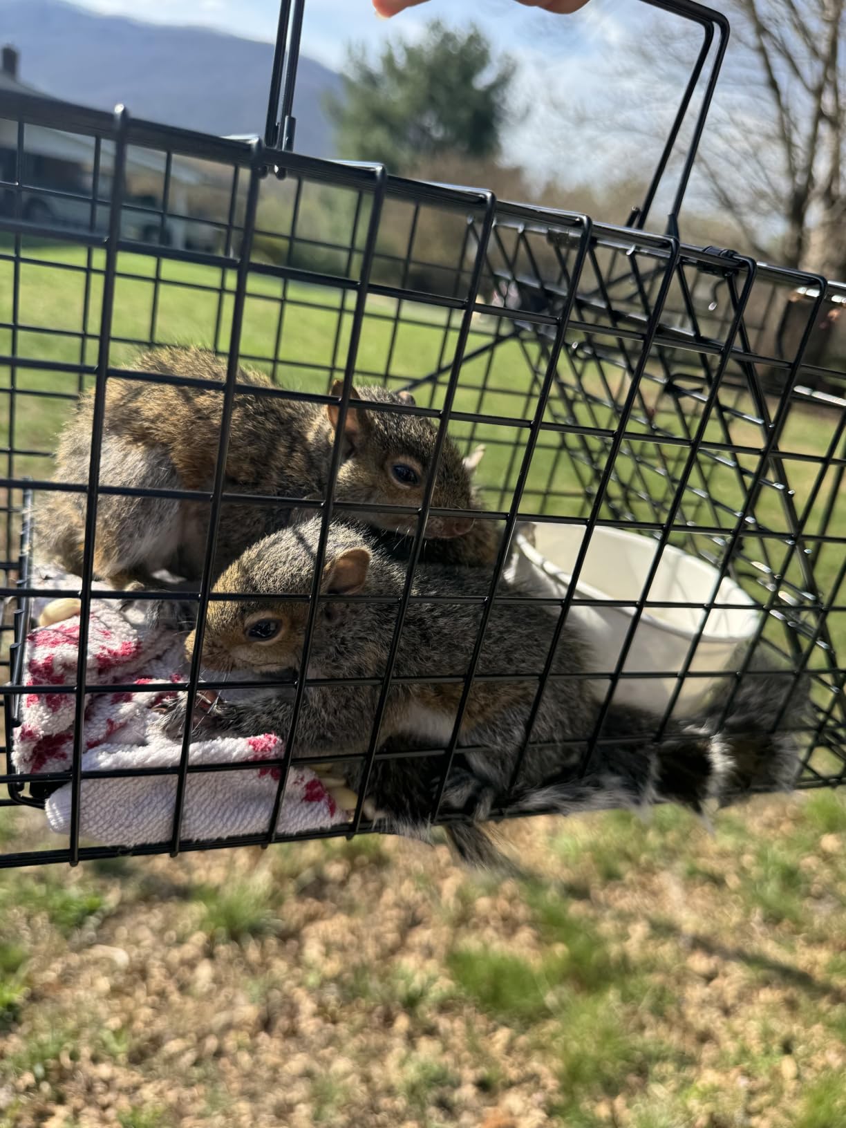 Humane Live Squirrel Cage Trap customer photo 1