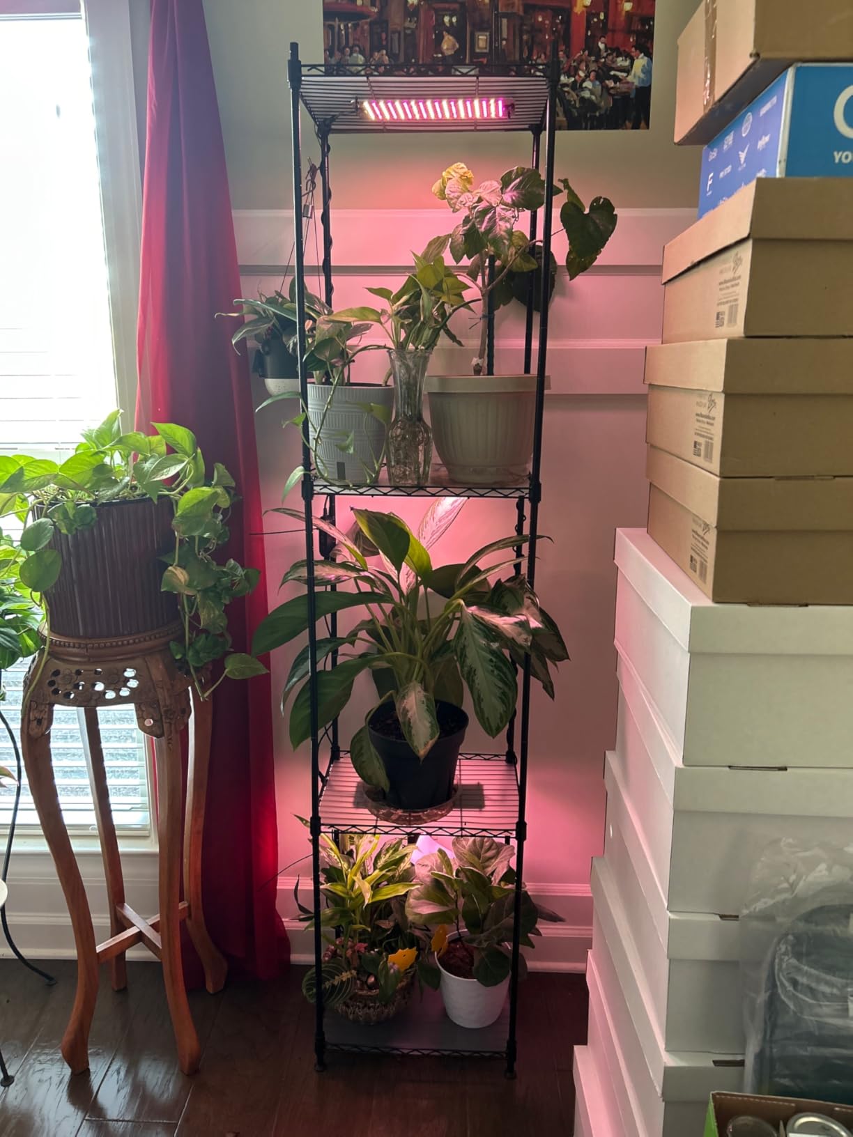 Barrina CX83 Plant Stand with Grow Lights, 6-Tier Shelf, 15.7x11.8x70.9IN customer photo 2