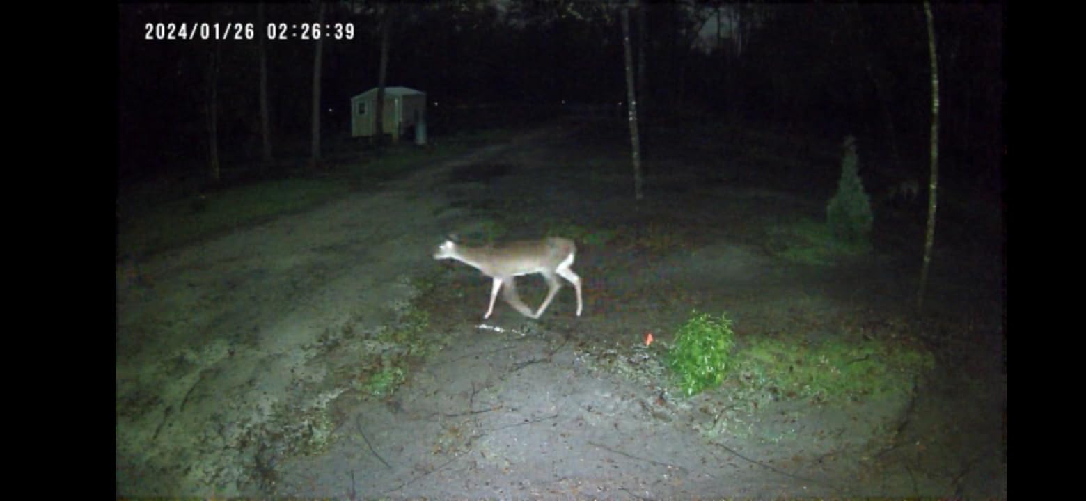4 Pack Control Light Nocturnal Animal Repeller customer photo 1