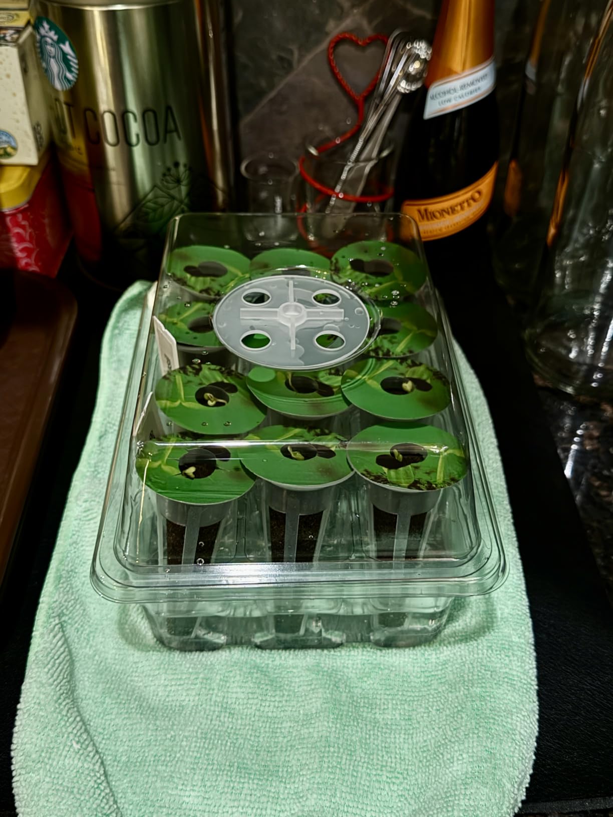 Bonviee 5-Pack Seed Starter Trays, Humidity Dome, Base, 12-Cell Tray, Clear customer photo 2