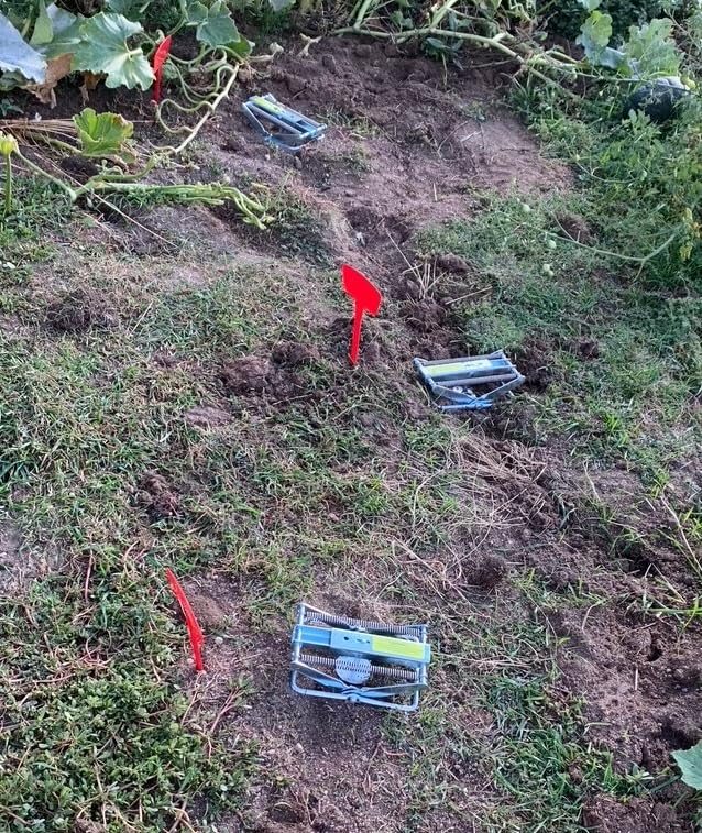 Metal Mole Trap with Spring-Loaded Mechanism, Mole Trap Killer, mole Traps that Kill Best,4-Pack Red Markers customer photo 1