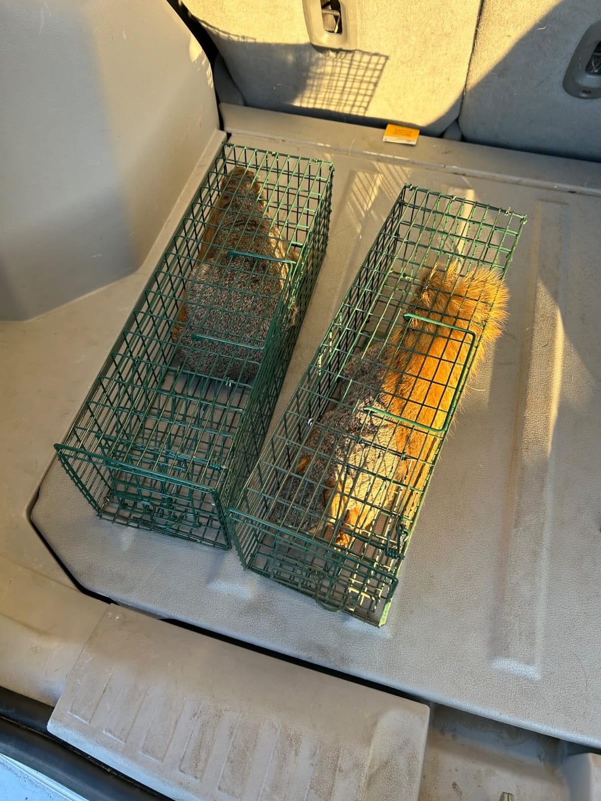 Qualirey 1 Pcs Squirrel Trap Live Animal Cage Humane Catch Release,Black customer photo 2