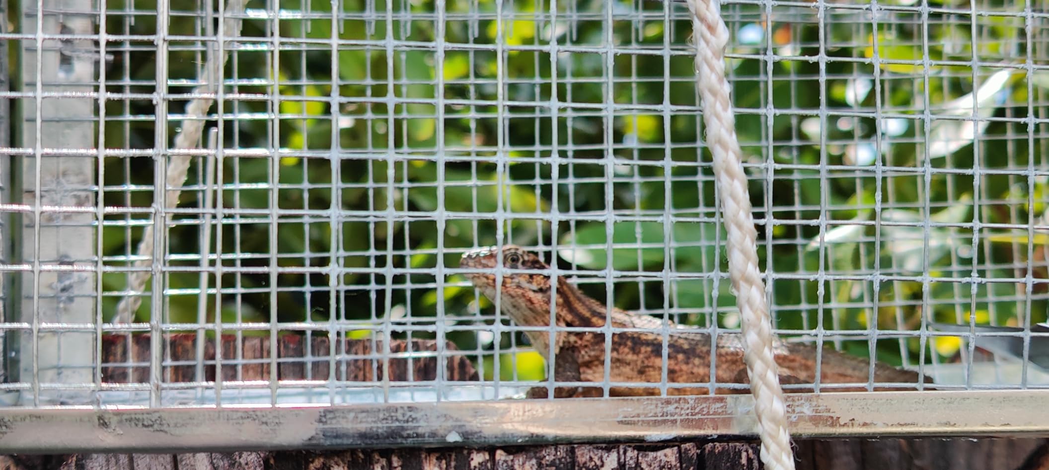 Live Squirrel Trap, Foldable Heavy Duty Humane Animal Cage Trap, Large Rat Trap Cage Catch and Release, Rodent Rabbit Trap for Indoor and Outdoor - 17” L x 7.9” W x 7.5” H customer photo 1