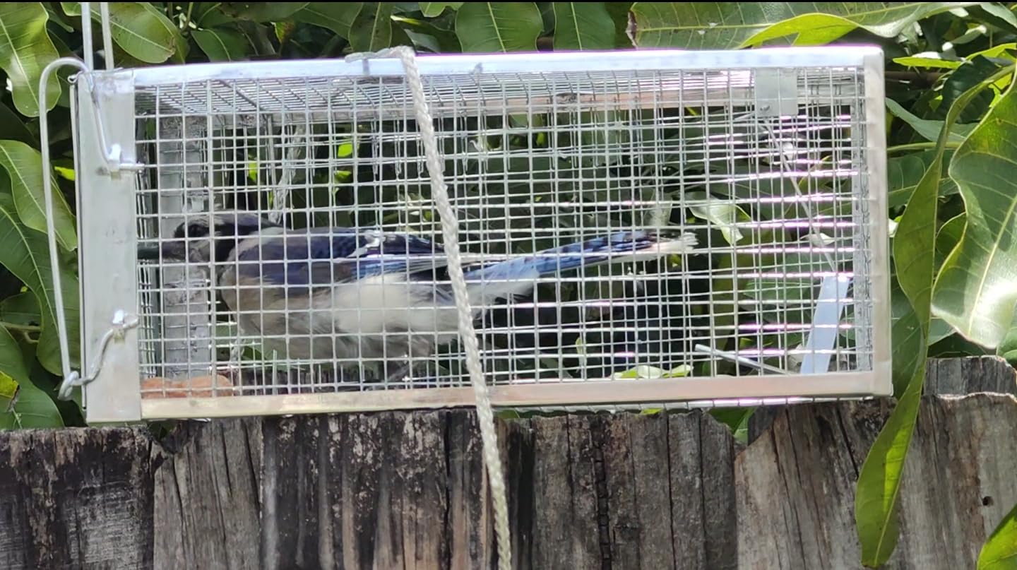 Live Squirrel Trap, Foldable Heavy Duty Humane Animal Cage Trap, Large Rat Trap Cage Catch and Release, Rodent Rabbit Trap for Indoor and Outdoor - 17” L x 7.9” W x 7.5” H customer photo 2