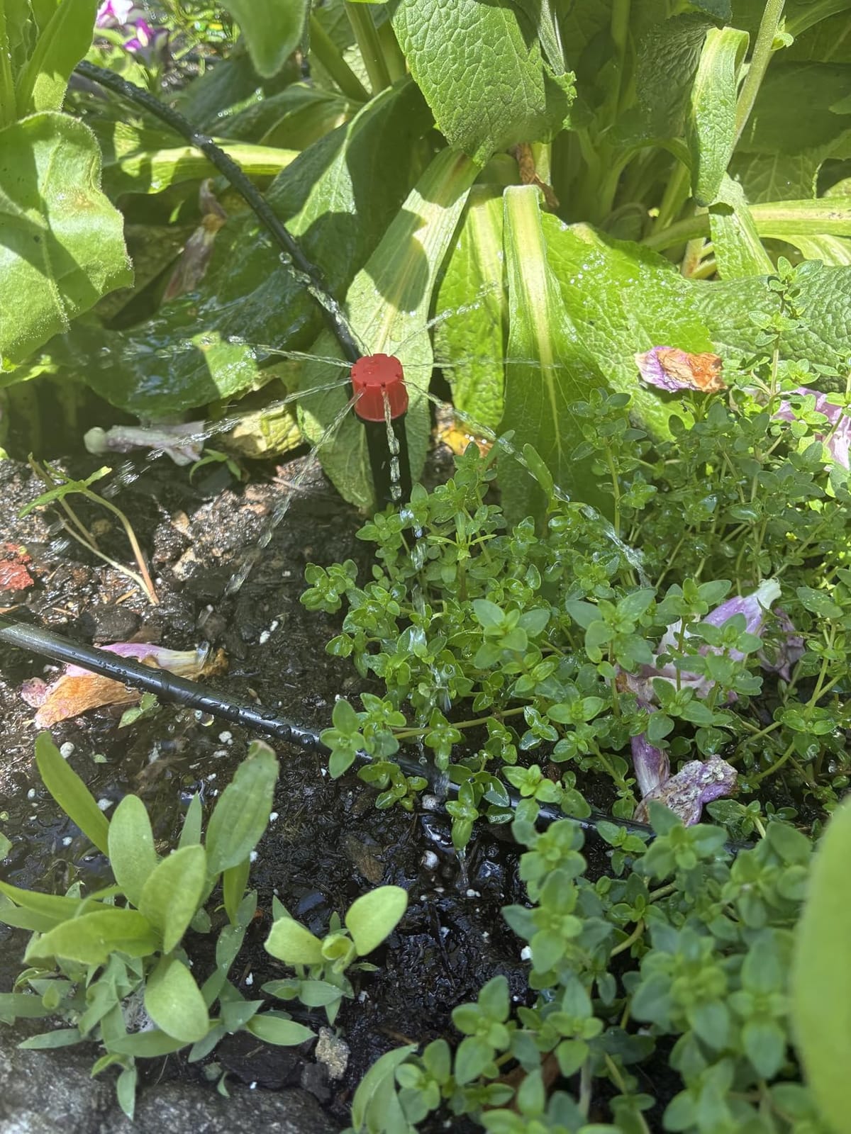 100FT Drip Irrigation Kit with 30 Emitters, 3 Spray Types, Push-Fit System customer photo 2