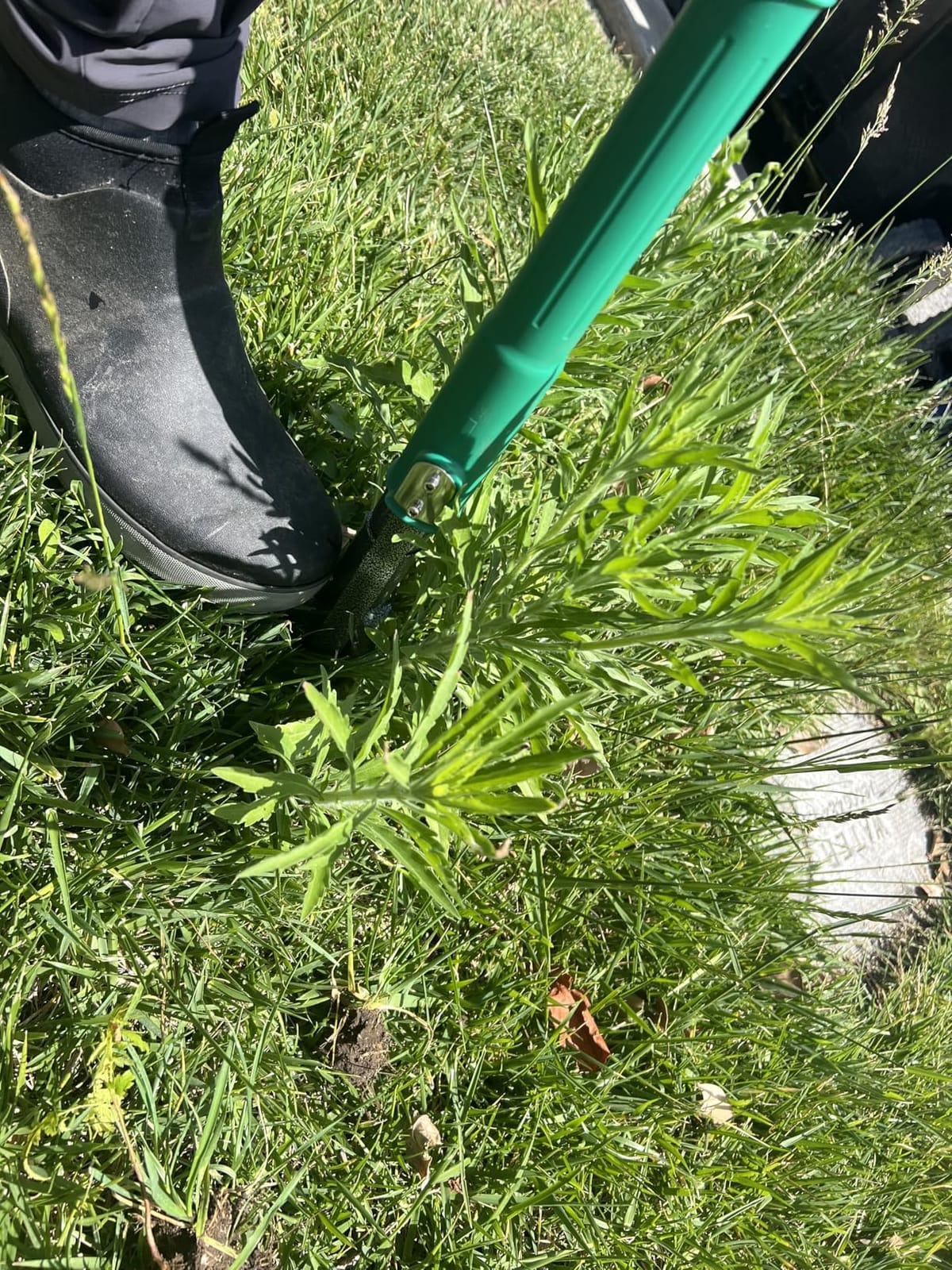 Weed Puller Tool with 2 Weed Eject Feature, 43.7in Stand Up Dandelion Remover Tool, Real Bamboo Handle and Metal 4 Claw & Foot Pedal, Heavy Duty Garden Weeder customer photo 1
