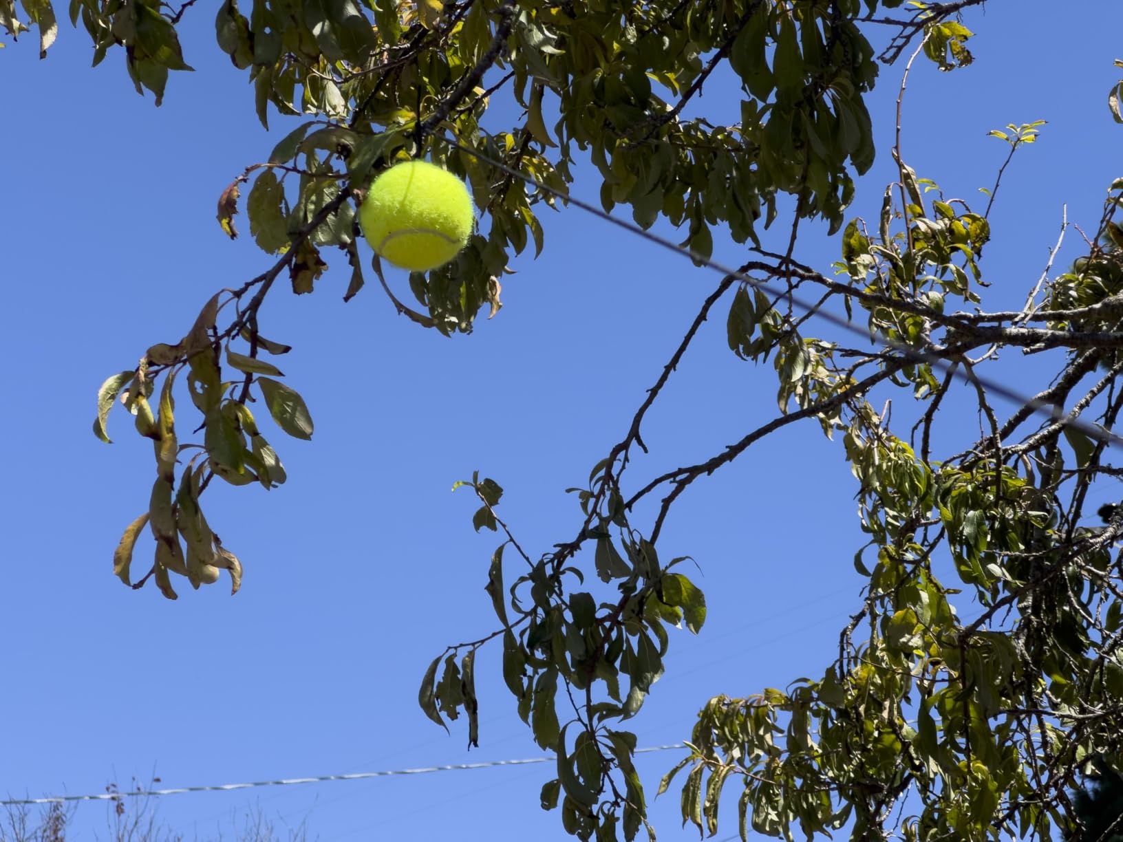 Professional Tennis Trainer, Solo Practice Rebounder for Tennis Training customer photo 1